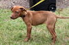 Polo the Vizsla Mix Puppy