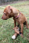 Polo the Vizsla Mix Puppy