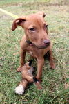 Polo the Vizsla Mix Puppy