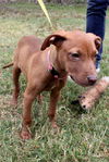 Polo the Vizsla Mix Puppy