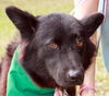 Sheila the Sheltie Mix