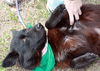 Sheila the Sheltie Mix