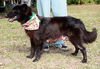 Sheila the Sheltie Mix