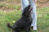 Sheila the Sheltie Mix