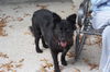 Sheila the Sheltie Mix