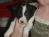 Joy the Puppy