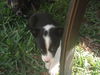 Joy the Puppy