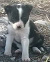 Joy the Puppy