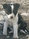 Joy the Puppy