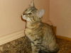 Peach the Kitten