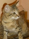 Peach the Kitten