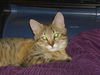 Peach the Kitten