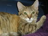 Peach the Kitten