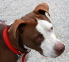 Titan The American Bull