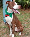 Titan The American Bull