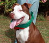 Titan The American Bull