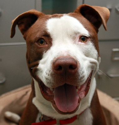 Titan The American Bull