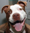 Titan The American Bull