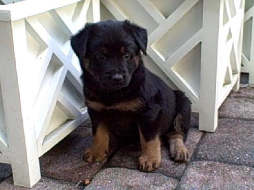 Raven the Lab Mix Puppy