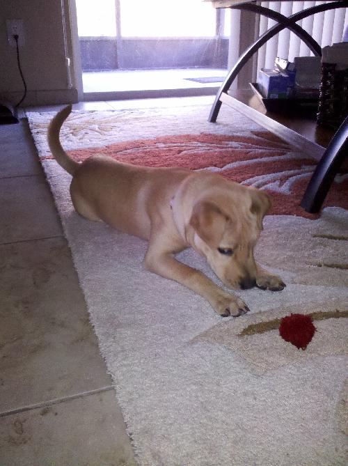 Poppy the Retriever Puppy