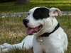 Libby the Beautiful
