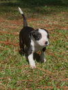 Snickers the Amercian Bull