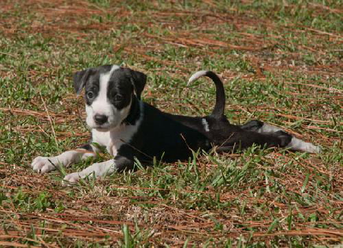 Taffy the American Bull