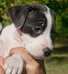 Taffy the American Bull