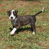 Reeses the American Bulldog puppy