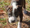Reeses the American Bulldog puppy