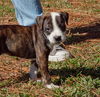 Reeses the American Bulldog puppy