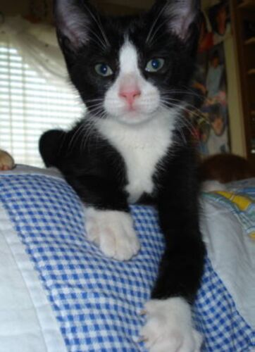 Buster the Kitten