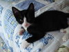 Buster the Kitten