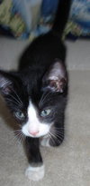 Buster the Kitten