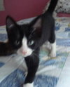 Buster the Kitten
