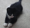 Buster the Kitten