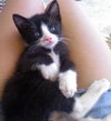 Buster the Kitten