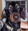 Shiloh