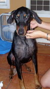 Shiloh
