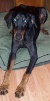 Shiloh