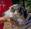 Lany the Hound Mix
