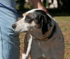 Lany the Hound Mix