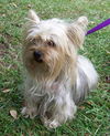 Trixie the Silky Yorkie