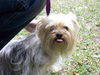 Trixie the Silky Yorkie