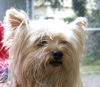 Trixie the Silky Yorkie