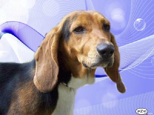 Train the Bassett Hound