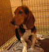 Train the Bassett Hound