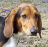 Train the Bassett Hound