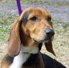 Train the Bassett Hound