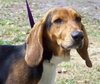 Train the Bassett Hound